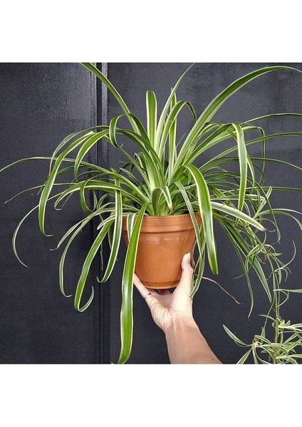 Chlorophytum Comosum Kurdele Çiçeği Askılı Saksıda Dolgun Formlu