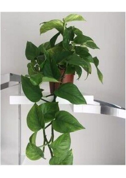 Salon Sarmaşığı Pothos Çiçeği Patos Çiçeği
