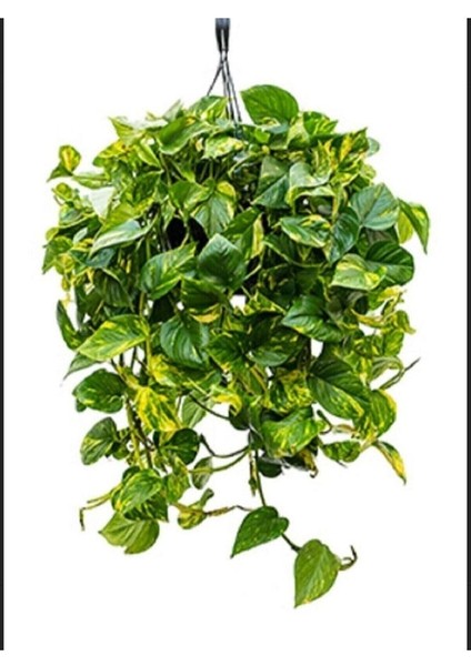 Salon Sarmaşığı Pothos Çiçeği Patos Çiçeği
