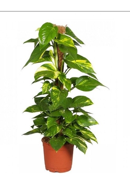 Salon Sarmaşığı Pothos Çiçeği Patos Çiçeği
