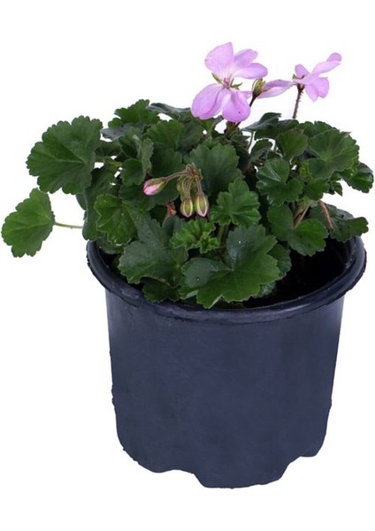Sardunya Çiçeği Saksıda - Pelargonium - Pembe Renk