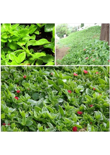 5 Adet Buz Çiçeği Fidesi