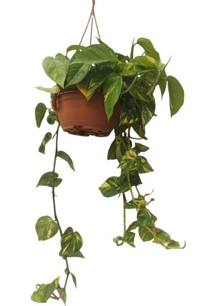 Askılı Salon Sarmaşığı (Patos - Epipremium)