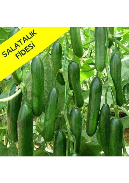Salatalık Fidesi 6 Adet Salatalık Fidesi Çitili