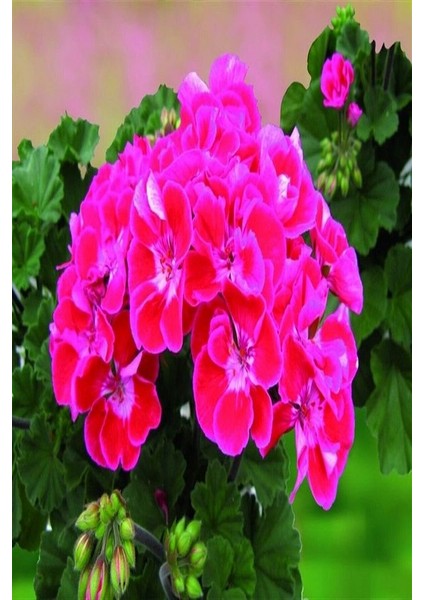 TÜRKİYEFİDAN 2'li Sardunya / Pembe - Turuncu 20 -25 cm + Çiçek Coşturan