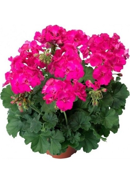 TÜRKİYEFİDAN 2'li Sardunya / Pembe - Turuncu 20 -25 cm + Çiçek Coşturan