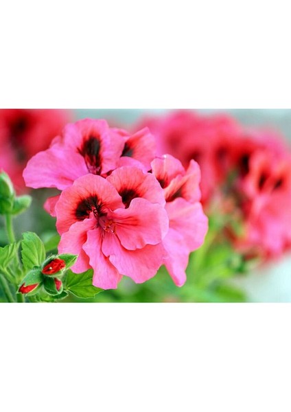 TÜRKİYEFİDAN 2'li Sardunya / Pembe - Turuncu 20 -25 cm + Çiçek Coşturan
