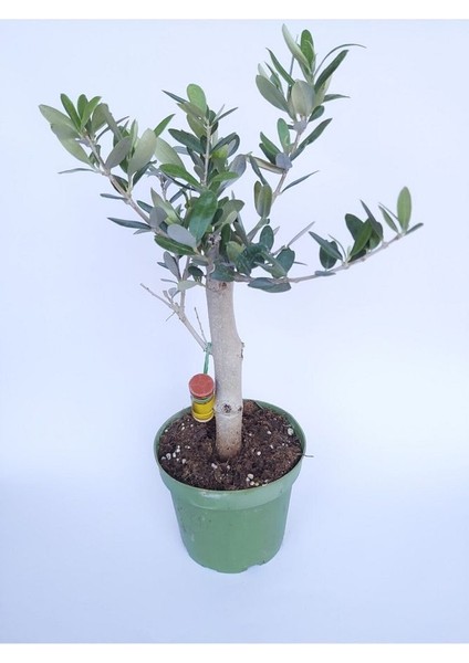 Zeytin Bonsai Ağacı
