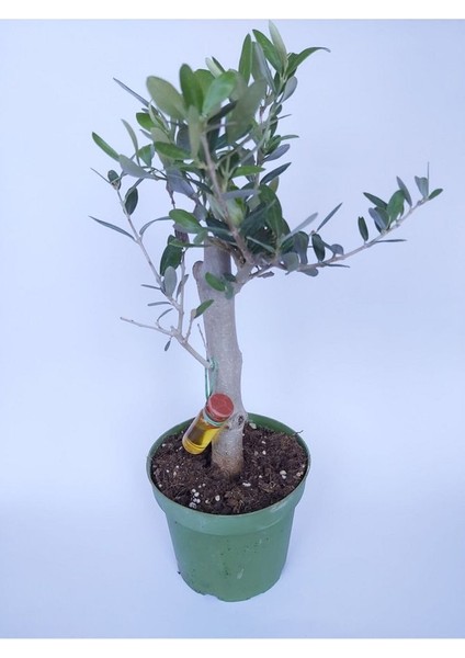 Zeytin Bonsai Ağacı