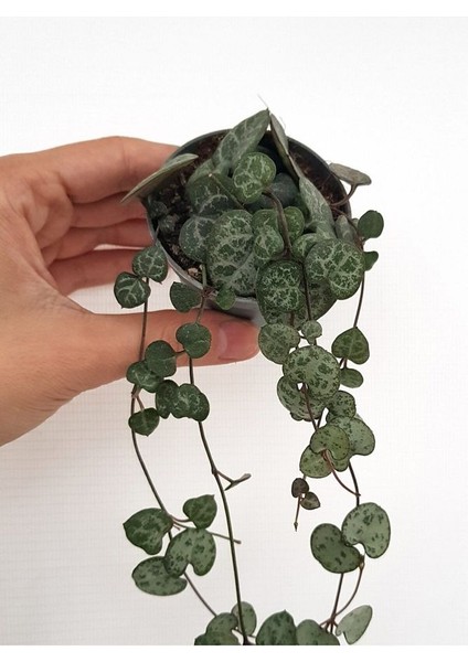 Ithal Ceropegia Woodii Ithal Kalp Kalbe Karşı Çiçeği