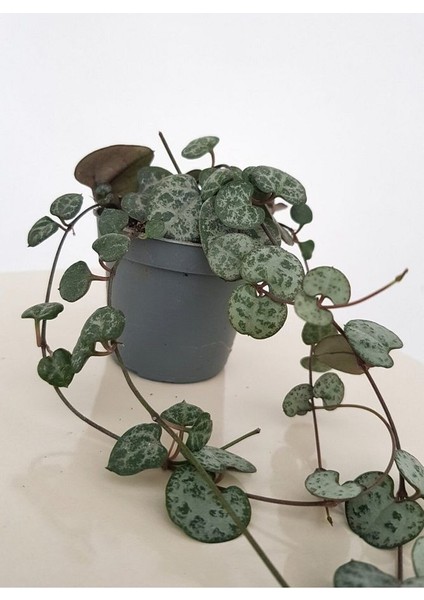 Ithal Ceropegia Woodii Ithal Kalp Kalbe Karşı Çiçeği