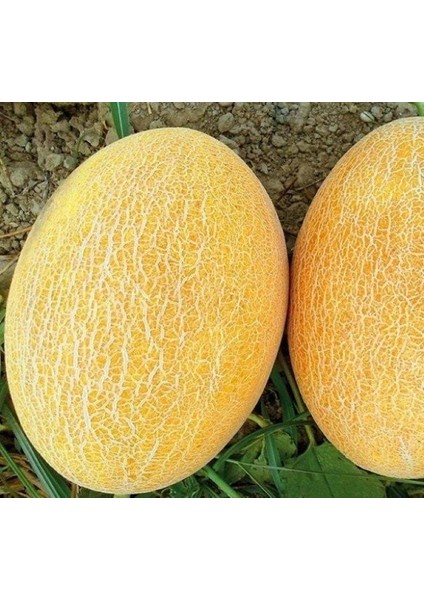 Kavun Ananas ( Çoklu Tohum ) - 5 Gram