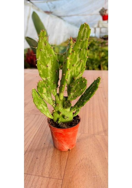 Thebestonline Opuntia Monacantha Brazilian Kaktüs(5.5 cm Saksıda) fiyatları