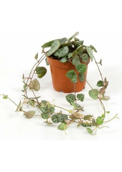 Ceropegia Woodii Kalp Kalbe Karşı Çiçeği 9 cm Saksı