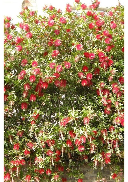 Fırça Çalısı (15~20 Cm)