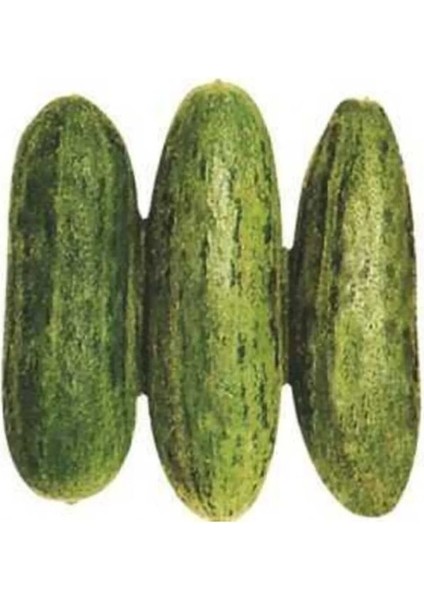 Acur Tüylü ( Çoklu Tohum ) - 5 Gram