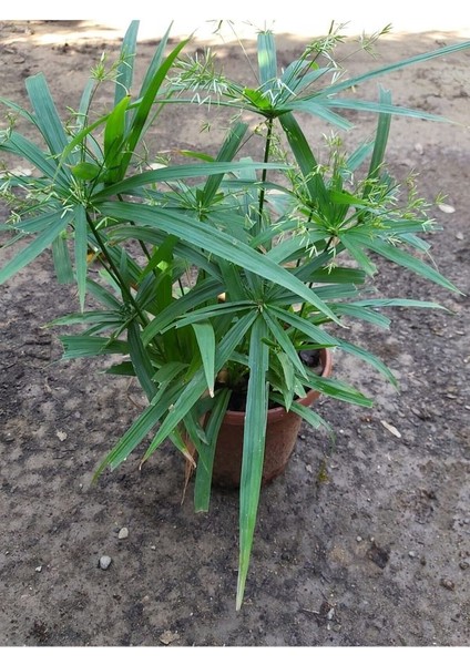 Japon Şemsiyesi (Cyperus Alternifolius) Şemsiye Palmiyesi
