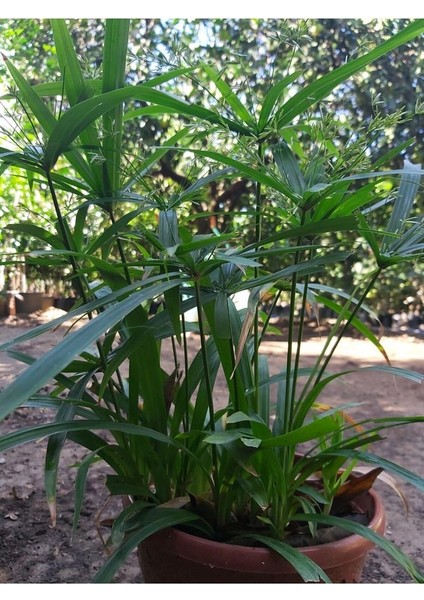 Japon Şemsiyesi (Cyperus Alternifolius) Şemsiye Palmiyesi fiyatları