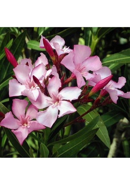 Tüplü Zakkum Fidanı Pembe Çiçekli Nerium Oleander