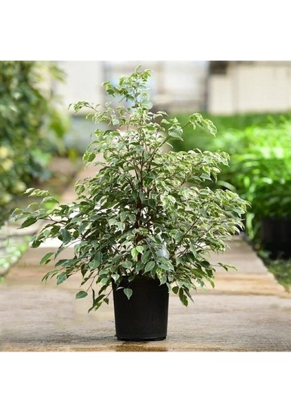 Alacalı Benjamin Yeşil - Ficus (50-60 cm)