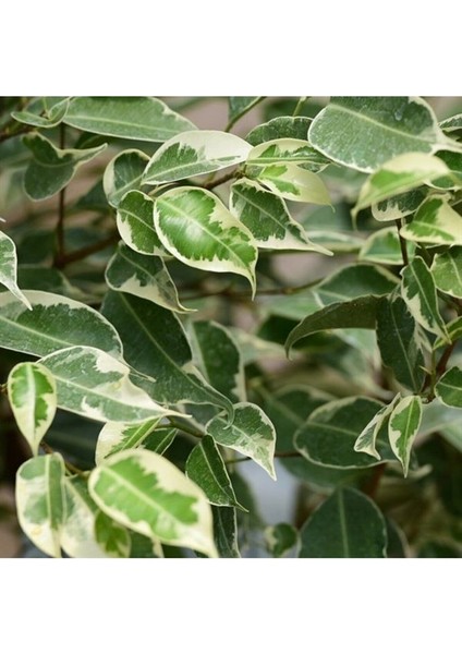 Alacalı Benjamin Yeşil - Ficus (50-60 cm)