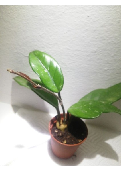 Hoya Carnosa Mum Çiçeği