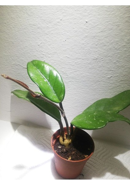 Hoya Carnosa Mum Çiçeği fiyatları