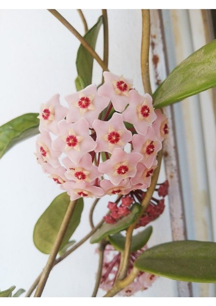 Hoya Carnosa Mum Çiçeği modelleri
