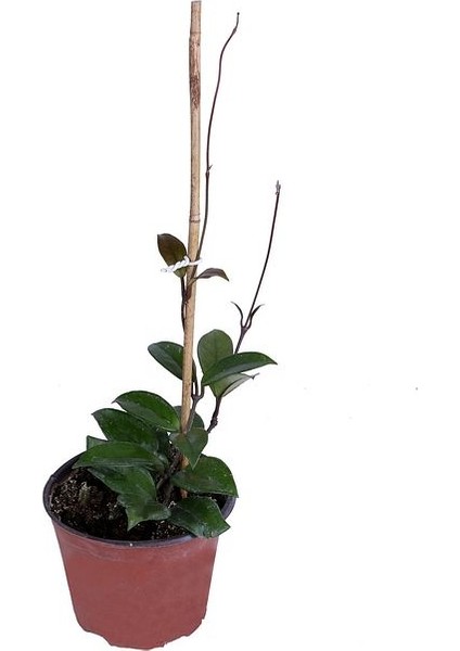 Mum Çiçeği - Hoya Carnosa - Saksı'da