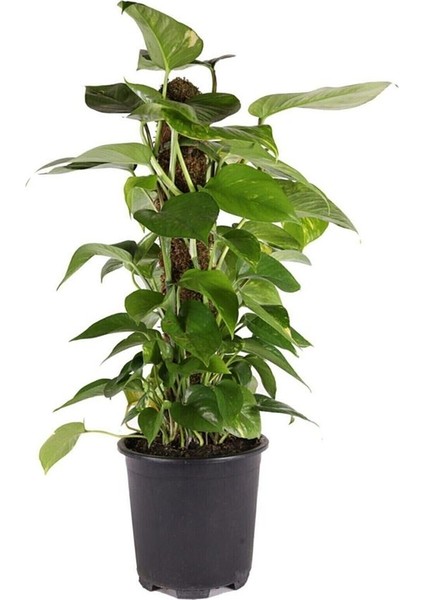 Pothos Potos Salon Sarmaşığı Epipremnum Aureum 55-60 cm