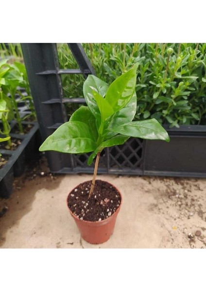 Tüplü Coffea Arabica Kahve Ağacı Fidanı Mini Saksıda (5-15 Cm), 2 Adet fiyatları