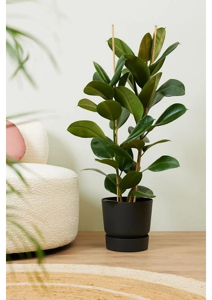 Ficus Elastica Robusta - Iki Gövdeli Kauçuk Canlı Salon Bitkisi 80 - 100 cm