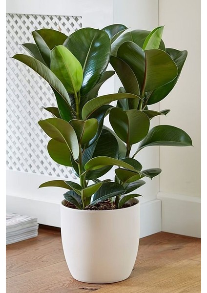 Ficus Elastica Robusta - Iki Gövdeli Kauçuk Canlı Salon Bitkisi 80 - 100 cm