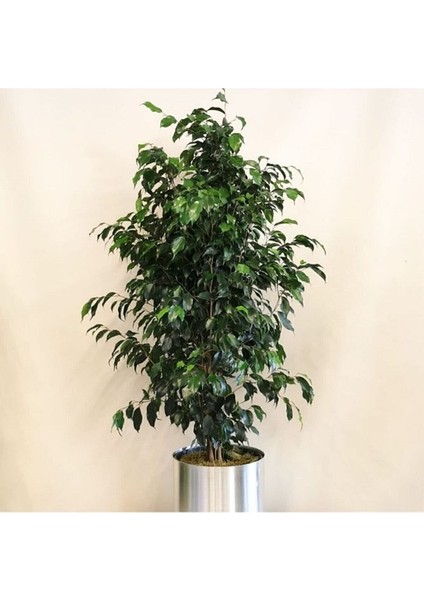 Benjamin Bitkisi Ficus Benjamin 80 cm