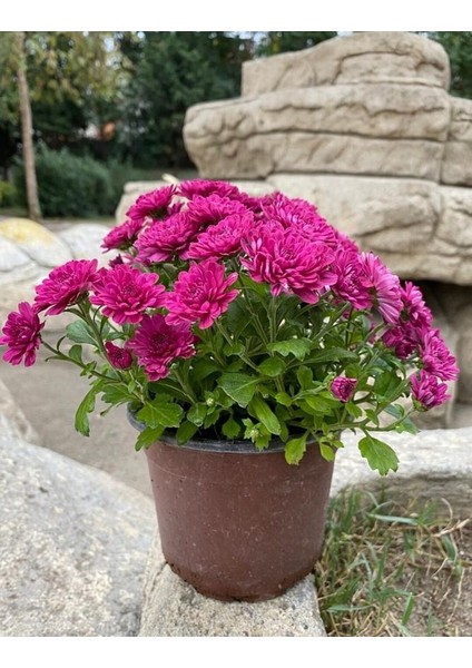 Açık Mor Kasimpatı Çiçeği Saksılı 30-40 cm
