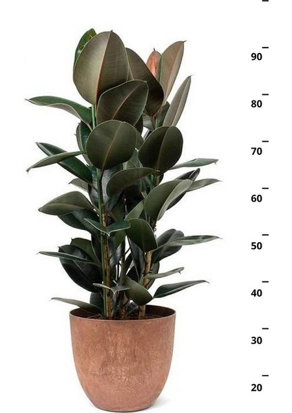 Ficus Elastica Robusta - Iki Gövdeli Kauçuk Canlı Salon Bitkisi 80 - 100 cm