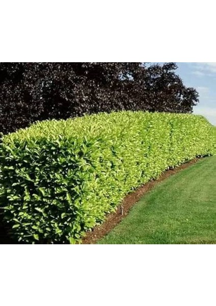 Thebestonline Lisudum Kartopu Fidanı