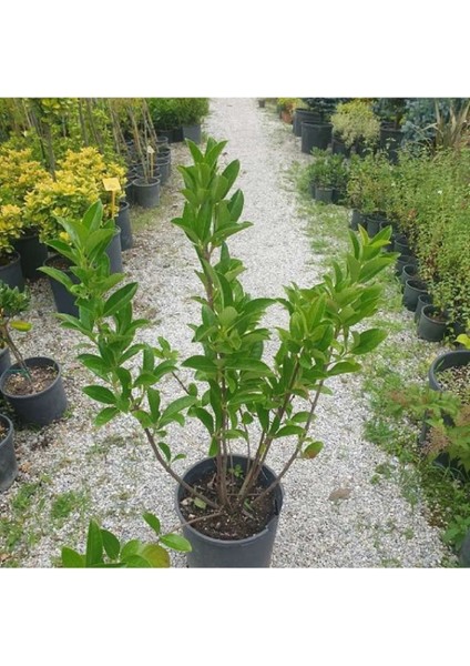 Thebestonline Lisudum Kartopu Fidanı fiyatları