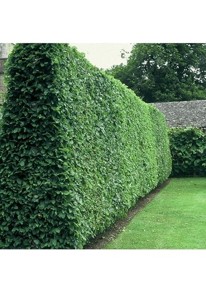 Tüplü Kurtbağrı(Ligustrum) Fidanı