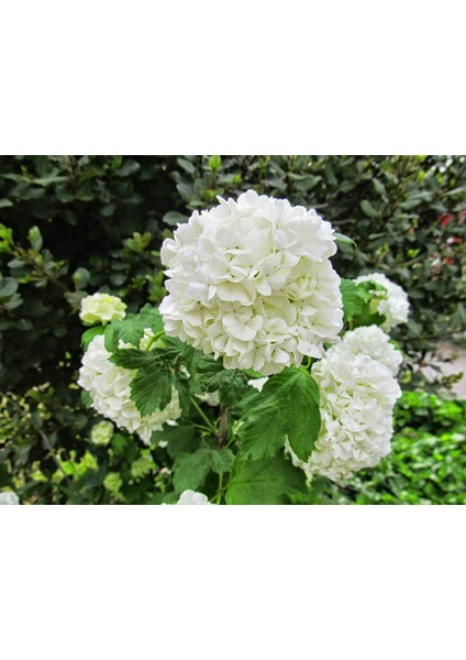 Thebestonline Kartopu (Viburnum Opolus) Fidanı 3 Adet