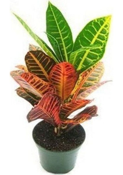 Kraton Bitkisi Croton Petra 45-50 cm