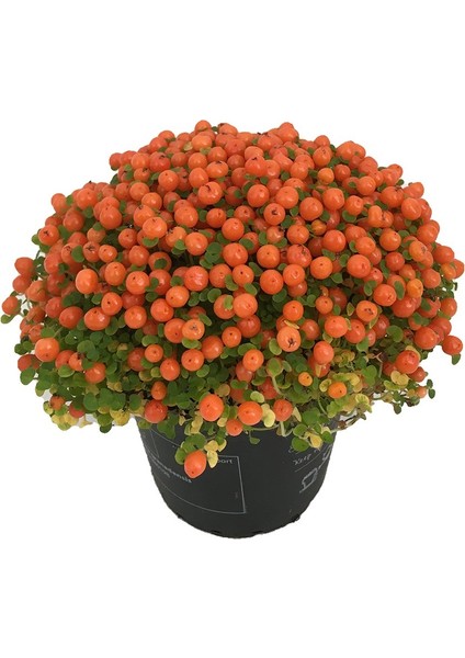 Thebestonline Nertera Granadensis (Mercan Boncuğu)