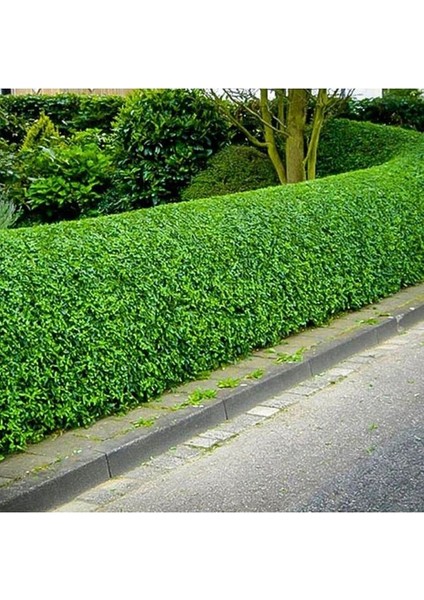 Ligüstrüm Lüküstürüm Ligustrum Japonica Kurtbağrı Fidanı 40- 80 cm