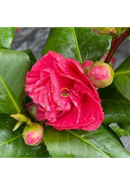 Japon Kamelyası Fidanı 'camellia Japonica'' Ithal