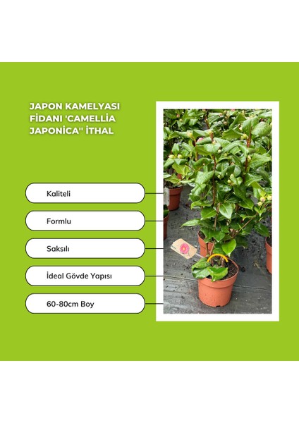 Japon Kamelyası Fidanı 'camellia Japonica'' Ithal fiyatları