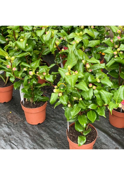 Japon Kamelyası Fidanı 'camellia Japonica'' Ithal modelleri