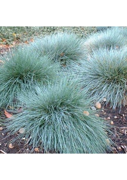 Thebestonline Festuca Glauca Mavi Yumak Yumak Otu 3 Adet
