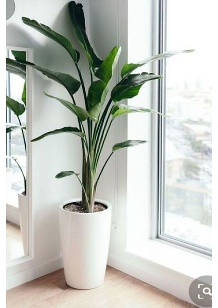 Strelitzia Starliçe 90-120 cm Boyunda Tek Gövdeli Salon Bitkisi Iç Mekan Bitkisi