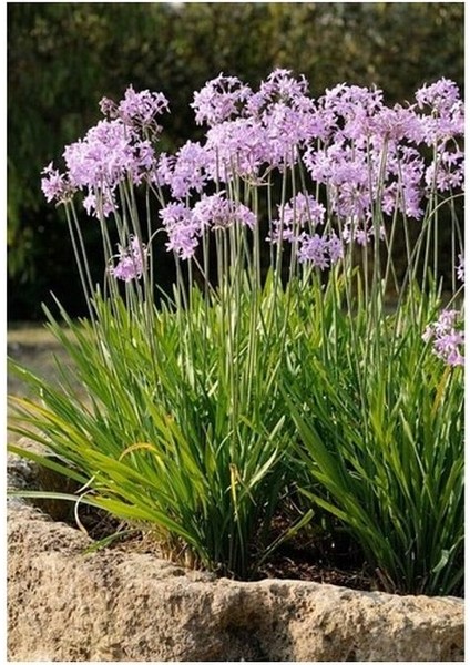 Tulbaghia Violacea Sarımsak Çiçeği Saksıda