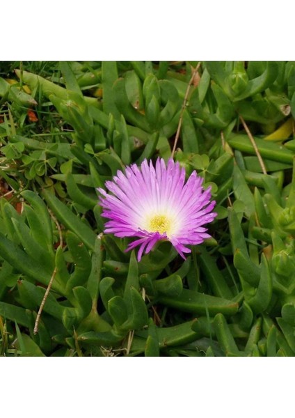 Thebestonline Carpobrotus Acinaciformis Kaz Ayağı ( İzmir Güzeli ) Askılı Saksıda